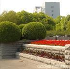 綠化養(yǎng)護(hù)_綠化養(yǎng)護(hù)供貨商_供應(yīng)上海全年綠化養(yǎng)護(hù)管理公司、上海廣場(chǎng)綠化養(yǎng)護(hù)_綠化養(yǎng)護(hù)價(jià)格_上海康馨園林(晨蘇實(shí)業(yè))