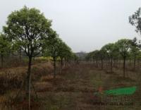 江西廣茂實業大量供應樹形好的桂花紫薇櫻花_江西廣茂實業大量供應樹形好的桂花紫薇櫻花供應_江西南昌廣茂實業_中國園林網