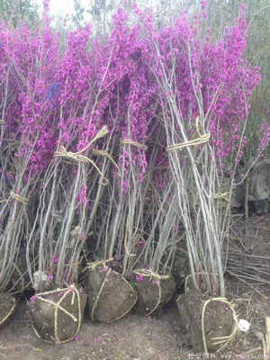 河南開元園林生態(tài)實業(yè)