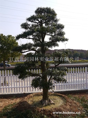 【日本造型羅漢松LHS008供應(yīng)|精品苗木、工程苗木江西井岡園林實業(yè)發(fā)展商鋪