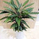 植物租賃_植物租賃供貨商_供應植物租賃-上海花卉租賃報價-浦東花卉租賃聯系電話_植物租賃價格_上海康馨園林(晨蘇實業(yè))