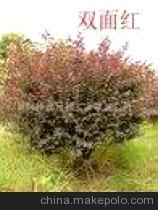 【紅?木球】價格,廠家,圖片,球根花卉,株洲金林龍園林實業(yè)-