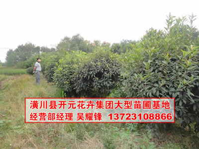 找河南開元園林生態(tài)實(shí)業(yè)的河南欏木石楠,石楠基地,潢川石楠價(jià)格、圖片、詳情,上一比多_一比多產(chǎn)品庫