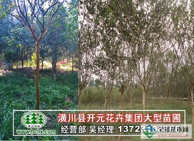 河南廣玉蘭_潢川廣玉蘭-河南開元園林生態(tài)實(shí)業(yè)|全球花木網(wǎng)提供