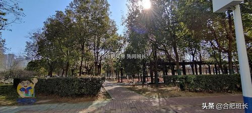 合肥駱崗中央公園北側(cè)唯一商品住宅,實探外拙內(nèi)秀的信達銀杏尚郡
