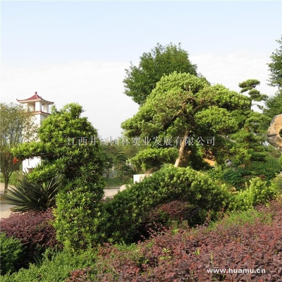 【羅漢松商|江西省吉安市吉州大道5號羅漢松】江西井岡園林實(shí)業(yè)發(fā)展羅漢松價格