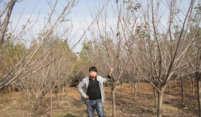 【日本櫻花,日本晚櫻,日本早櫻花基地】價格,廠家,圖片,喬木,河南開元園林生態(tài)實(shí)業(yè)-